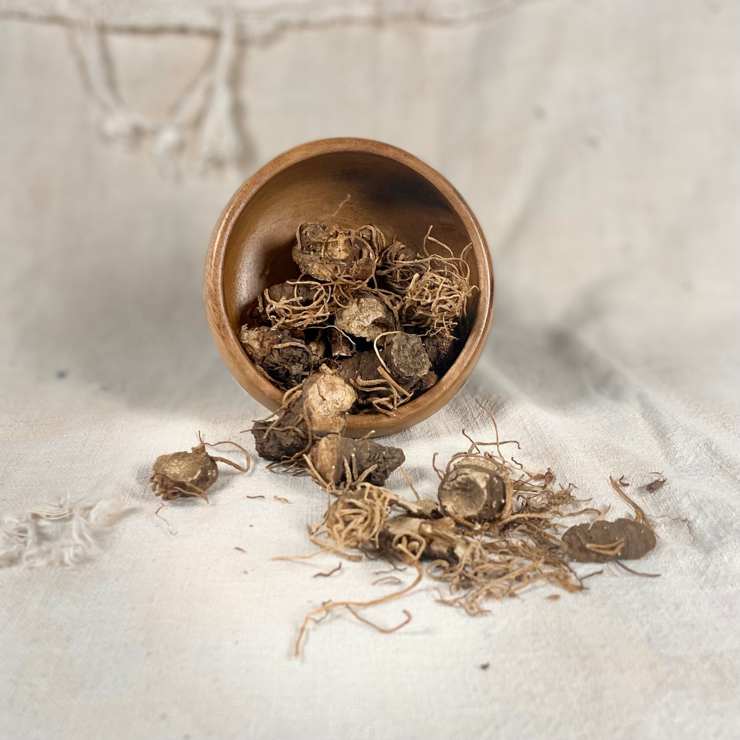 Beth Root / Southern John