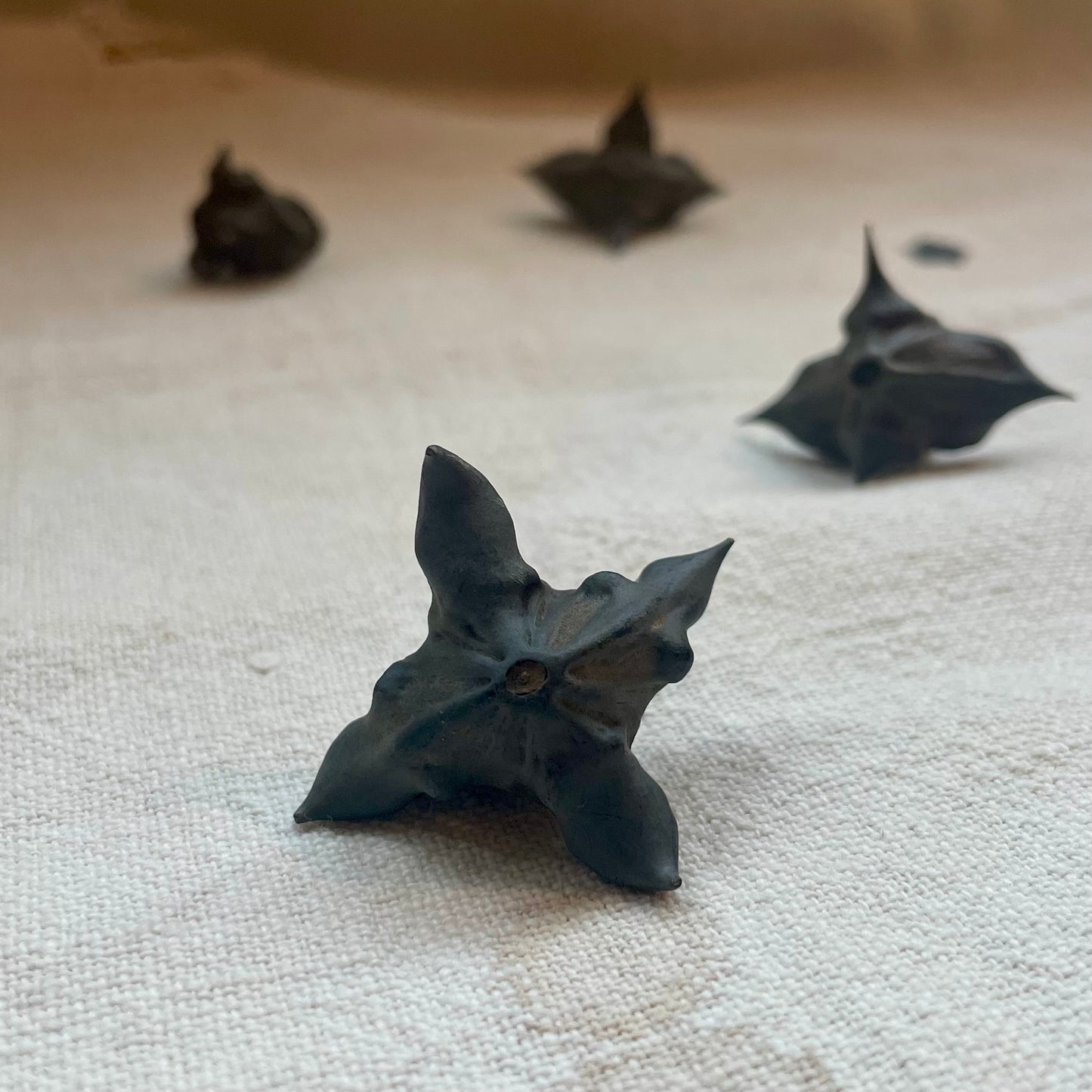 Bat Nut (Trapa natans L.)