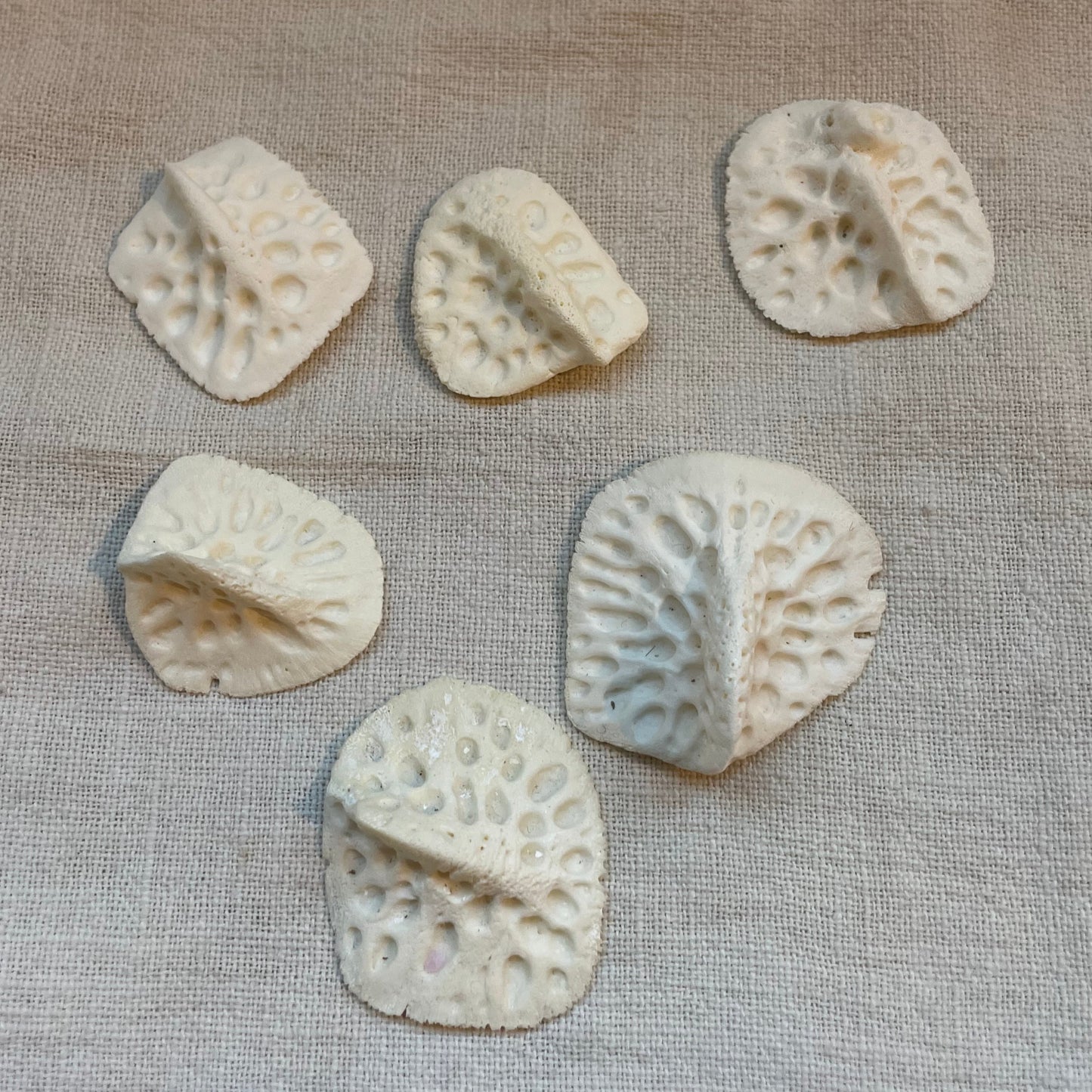 Alligator Osteoderm Bone