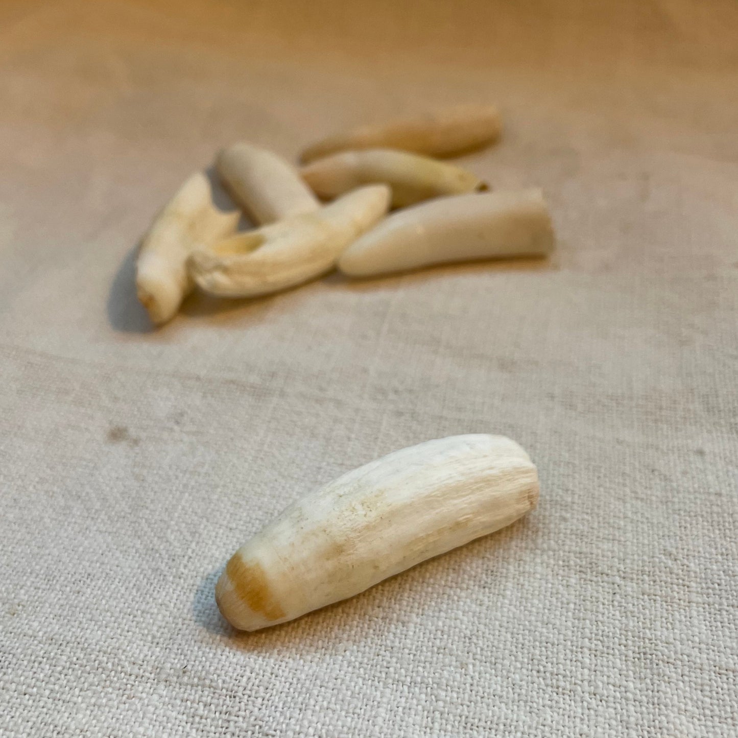 Alligator Tooth