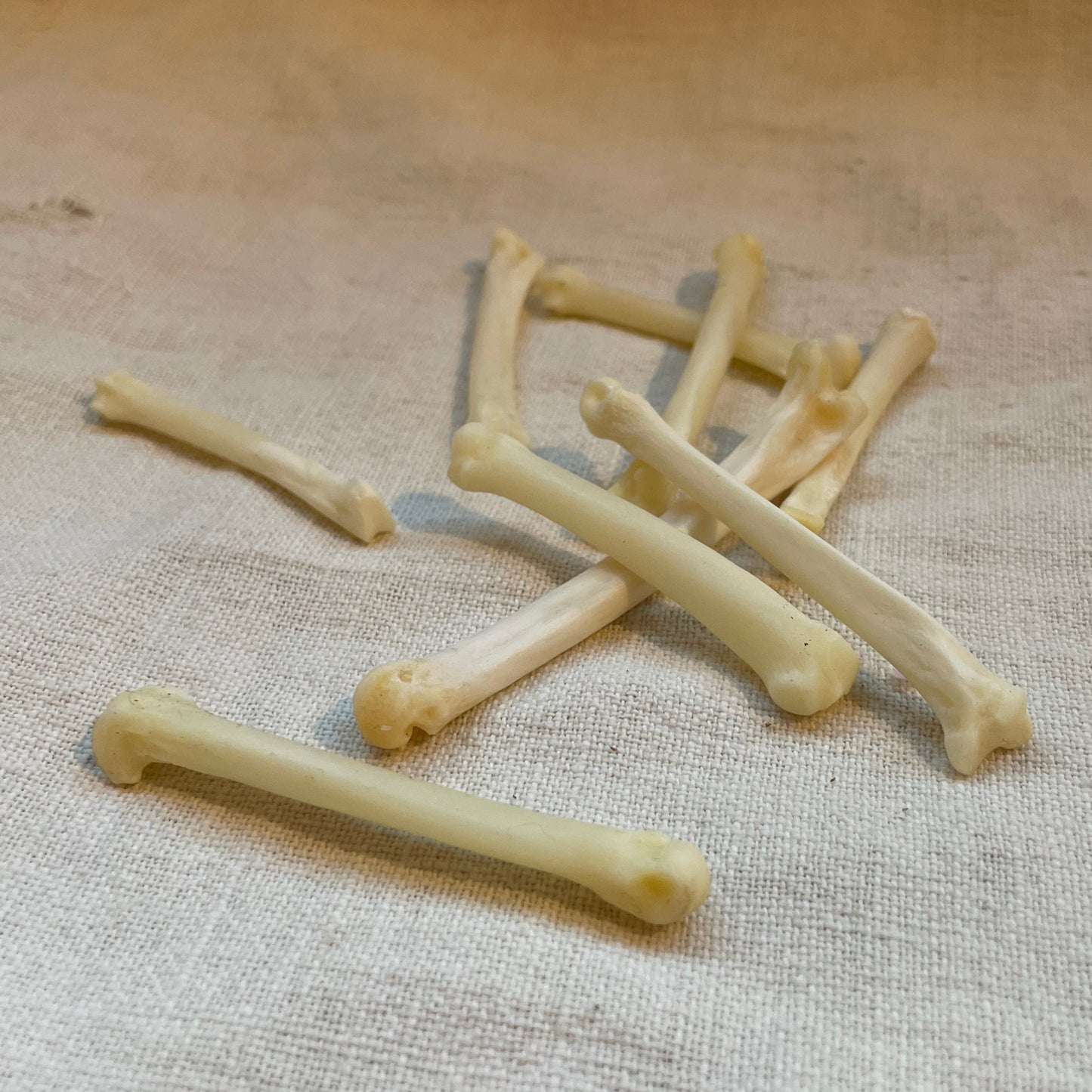 Bobcat Foot Bone