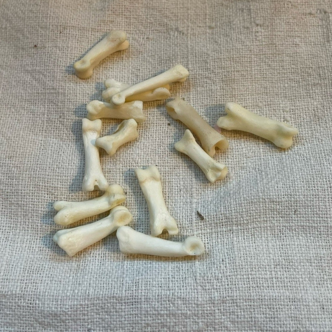 Coyote Toe Bone