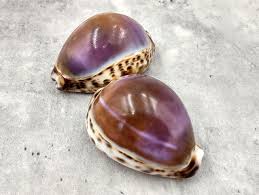 Tiger Cowrie Shell