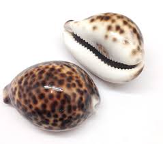 Tiger Cowrie Shell