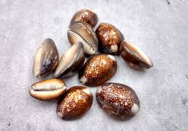 Tiger Cowrie Shell