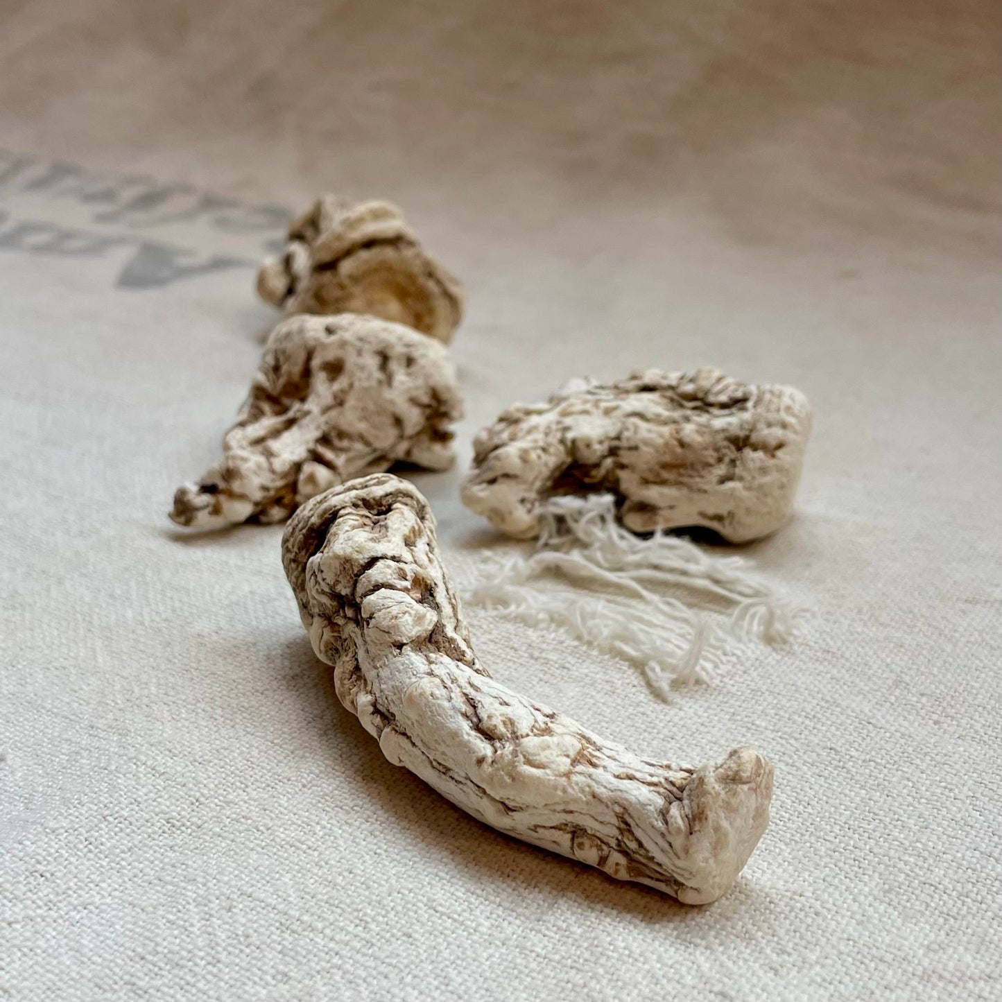 Angelica Root, Whole