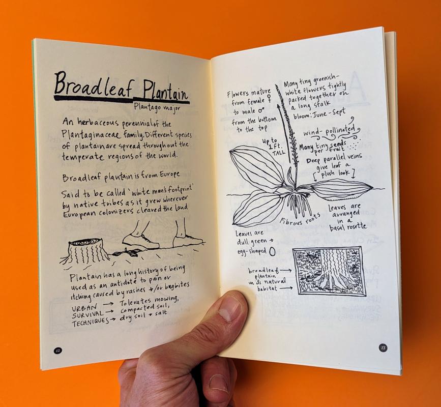 An Urban Field Guide to the Plants in Your Path