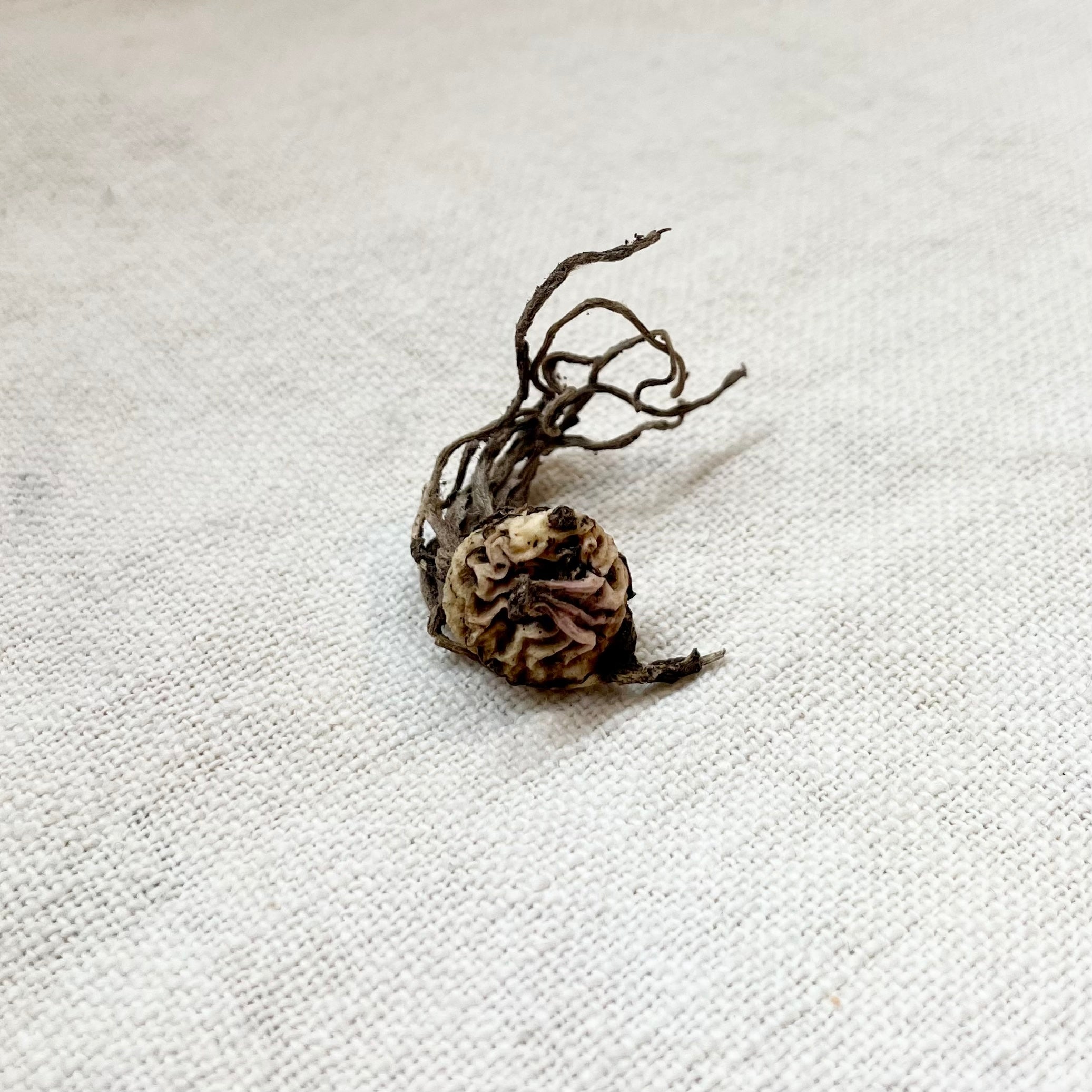Eve Roots Adam & Eve Root (small) – Calamus and Honey