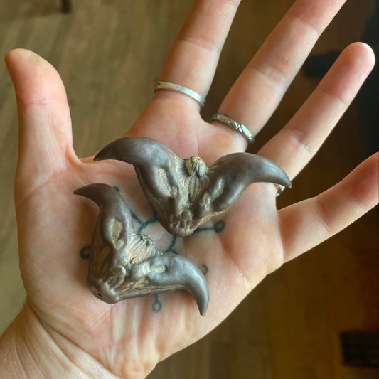 Bat Nut (Trapa bicornis)