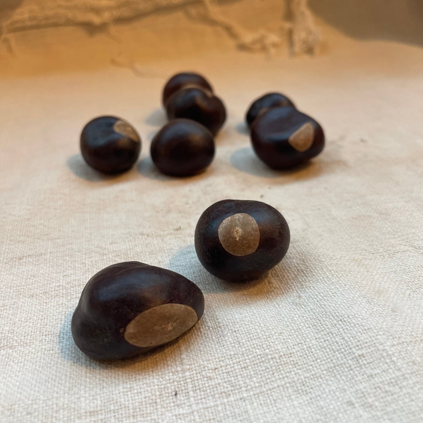 Buckeye Nut