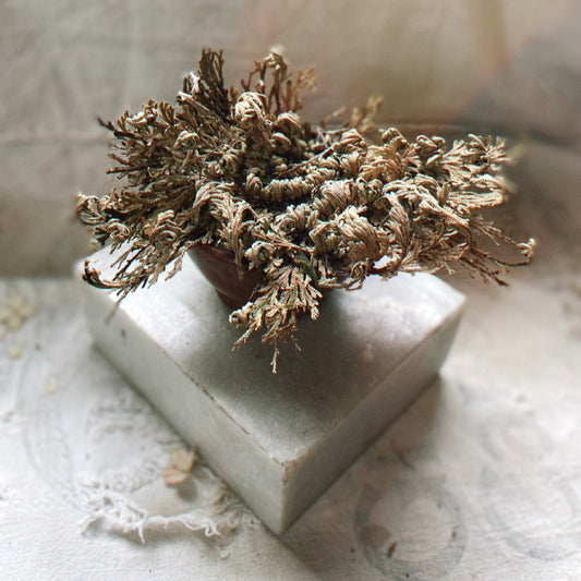 Rose of Jericho