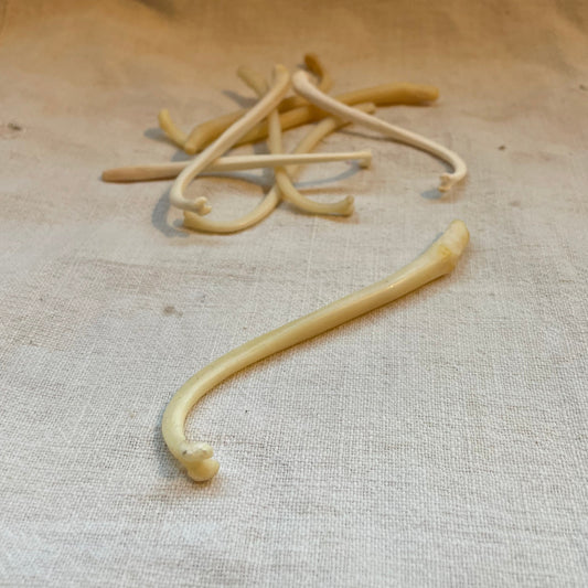 Raccoon Baculum (large 3"-5")