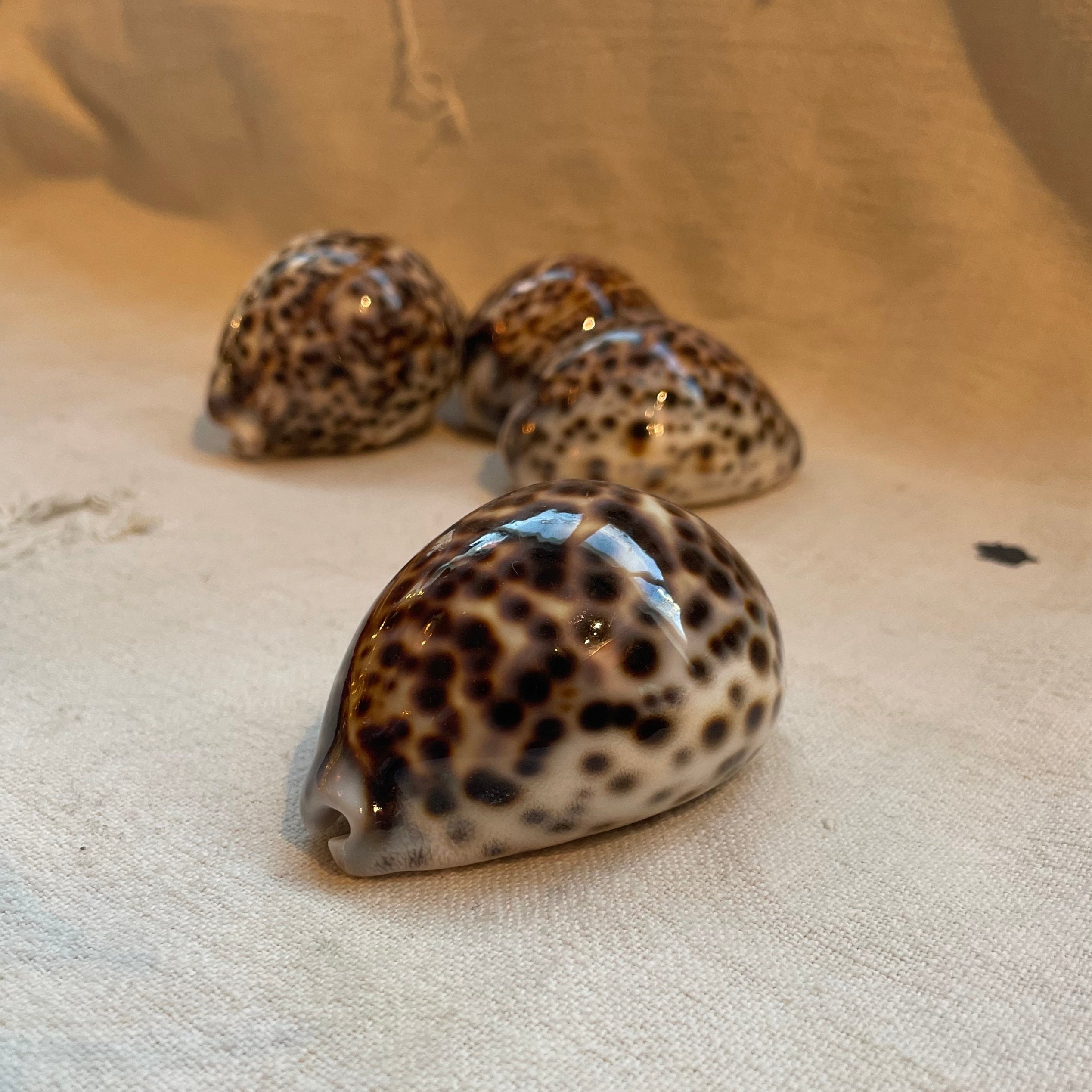 Tigger Shell Tiger Cowrie Shell – Calamus and Honey